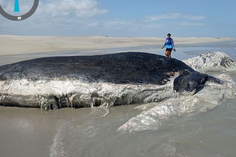 Baleia de quase 11 metros é encontrada morta e encalhada na Praia de Luis Correia Piauí