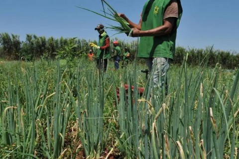 Agricultores de 30 cidades do Piauí receberão Garantia-Safra em abril; veja quem tem direito