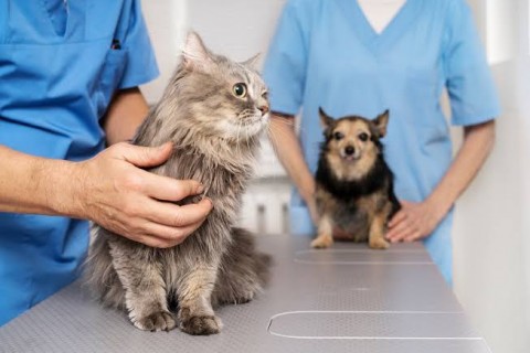 Piauí Pet Castramóvel já realizou mais de 2115 castrações com implantação de microchip em cães e gatos