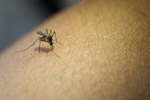 A Dengue continua matando no Brasil, já são 2 mil mortes e 4,1 milhões de casos prováveis da doença, sendo 44,7 mil graves e de sinal de alarme